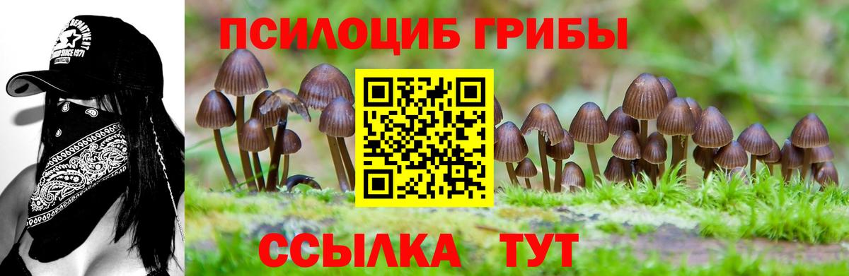 Псилоцибиновые грибы Psilocybine cubensis Ишим